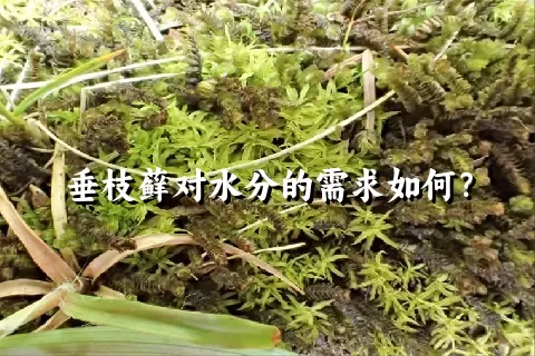 垂枝藓对水分的需求如何？