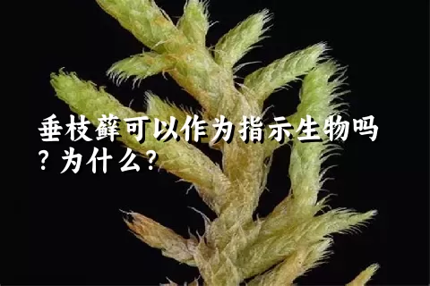 垂枝藓可以作为指示生物吗？为什么？