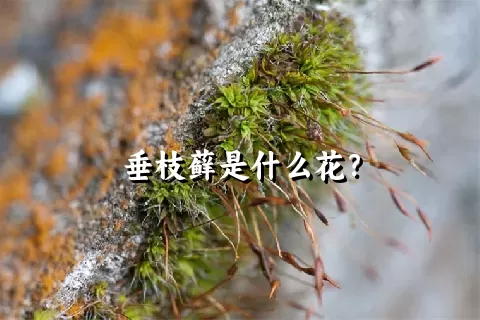 垂枝藓是什么花？