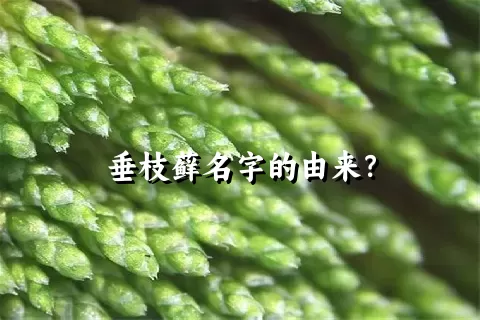 垂枝藓名字的由来？