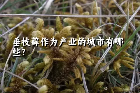 垂枝藓作为产业的城市有哪些？