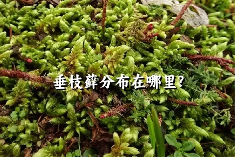 垂枝藓分布在哪里?