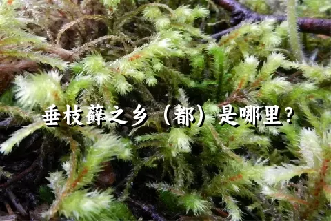 垂枝藓之乡（都）是哪里？