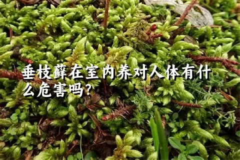 垂枝藓在室内养对人体有什么危害吗？