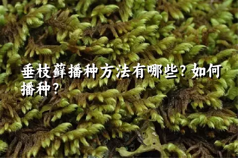 垂枝藓播种方法有哪些？如何播种？