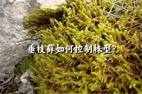 垂枝藓如何控制株型？