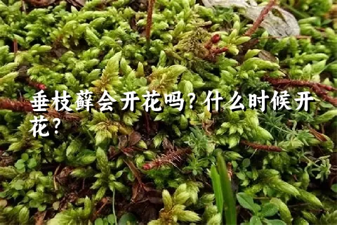 垂枝藓会开花吗？什么时候开花？