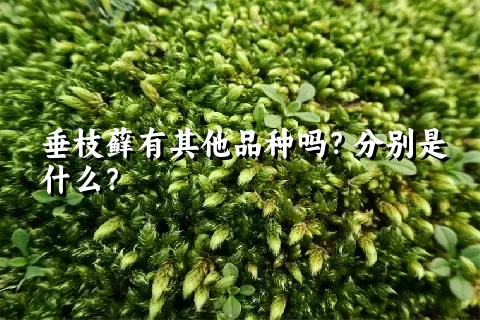 垂枝藓有其他品种吗？分别是什么？