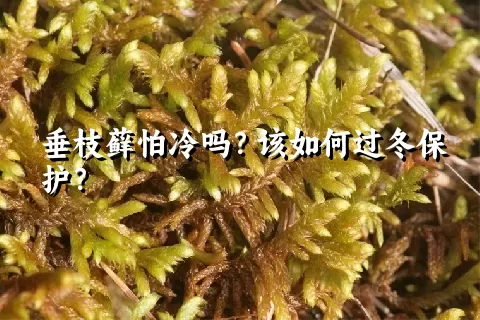 垂枝藓怕冷吗？该如何过冬保护？