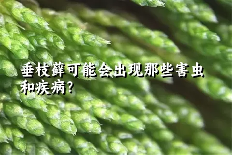 垂枝藓可能会出现那些害虫和疾病？