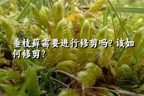 垂枝藓需要进行修剪吗？该如何修剪？