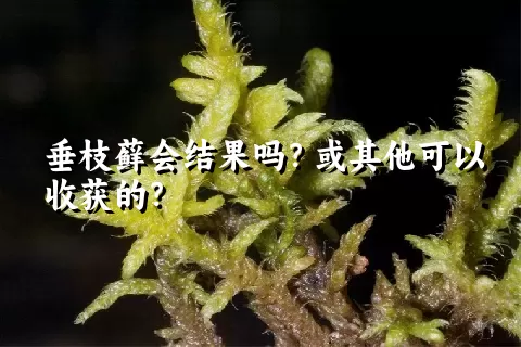 垂枝藓会结果吗？或其他可以收获的？