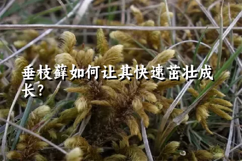 垂枝藓如何让其快速茁壮成长？