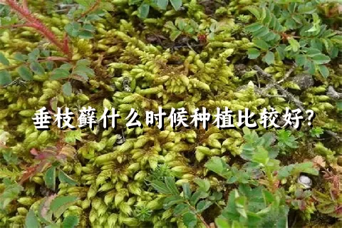 垂枝藓什么时候种植比较好？