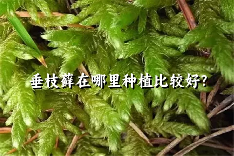 垂枝藓在哪里种植比较好？