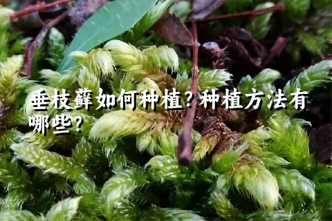 垂枝藓如何种植？种植方法有哪些？