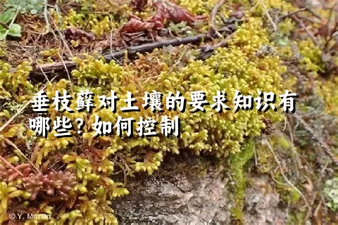 垂枝藓对土壤的要求知识有哪些？如何控制