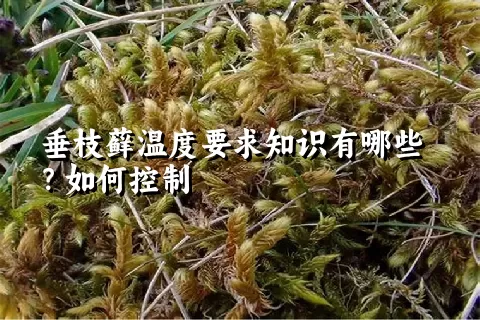 垂枝藓温度要求知识有哪些？如何控制