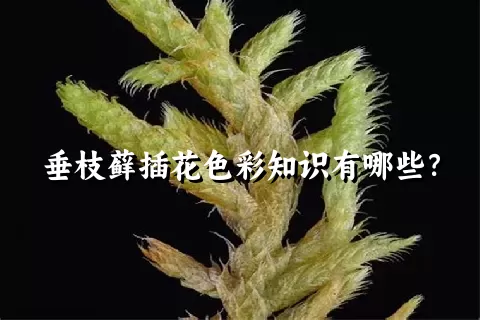 垂枝藓插花色彩知识有哪些？