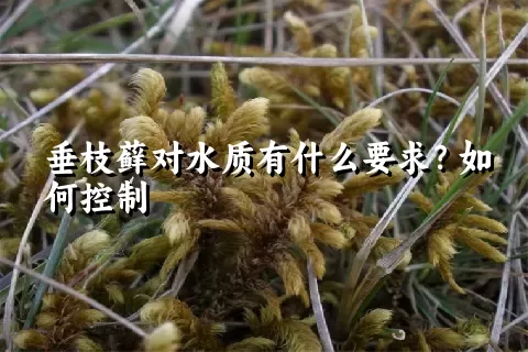 垂枝藓对水质有什么要求？如何控制