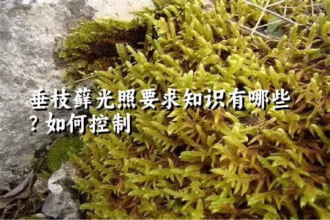 垂枝藓光照要求知识有哪些？如何控制