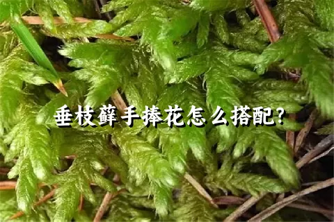 垂枝藓手捧花怎么搭配？