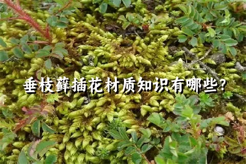 垂枝藓插花材质知识有哪些？