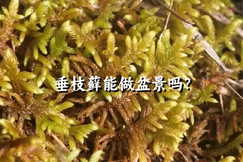 垂枝藓能做盆景吗？