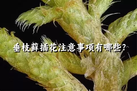 垂枝藓插花注意事项有哪些？