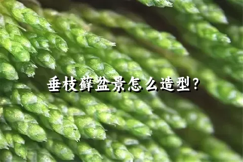 垂枝藓盆景怎么造型？