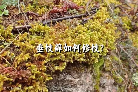 垂枝藓如何修枝？