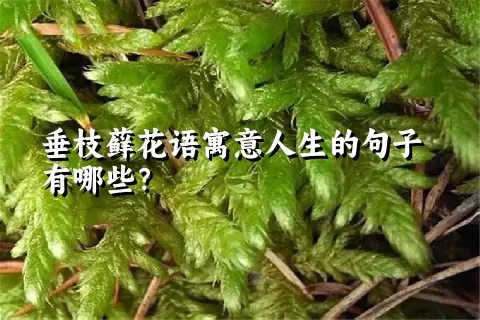 垂枝藓花语寓意人生的句子有哪些？