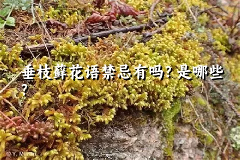 垂枝藓花语禁忌有吗？是哪些？