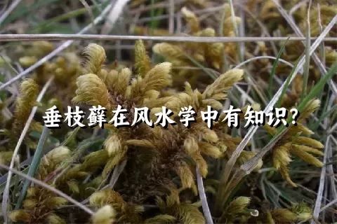 垂枝藓在风水学中有知识？