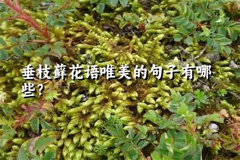 垂枝藓花语唯美的句子有哪些？