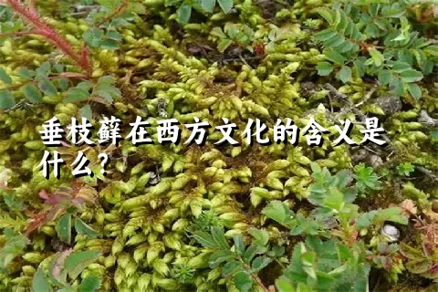 垂枝藓在西方文化的含义是什么？