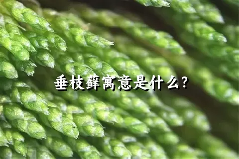 垂枝藓寓意是什么？