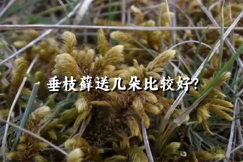 垂枝藓送几朵比较好？