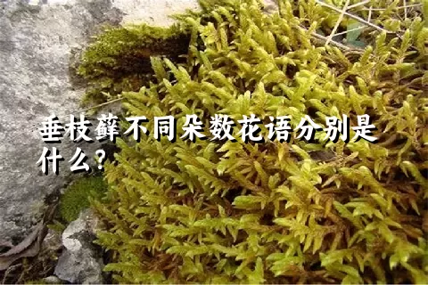 垂枝藓不同朵数花语分别是什么？