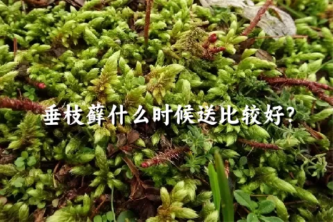 垂枝藓什么时候送比较好？