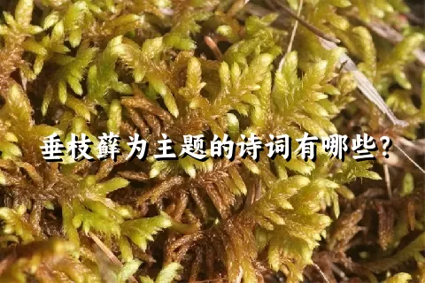 垂枝藓为主题的诗词有哪些？