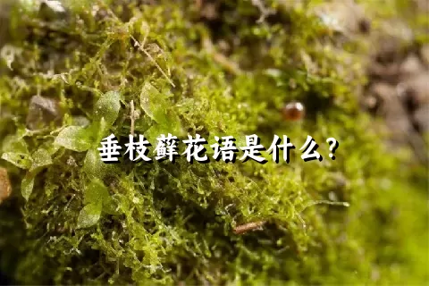 垂枝藓花语是什么？