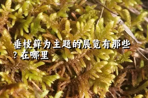 垂枝藓为主题的展览有那些？在哪里