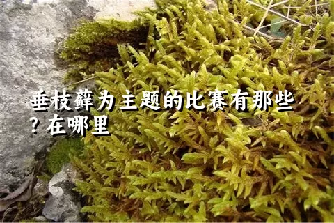 垂枝藓为主题的比赛有那些？在哪里