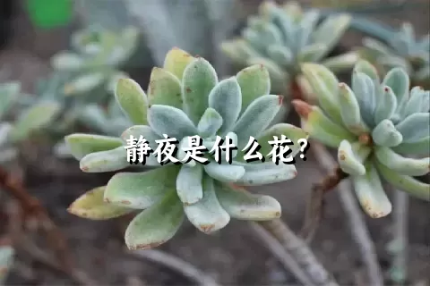 静夜是什么花？