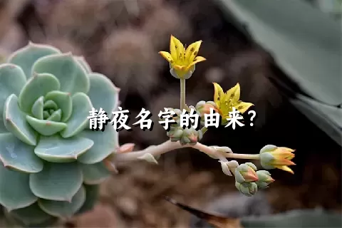 静夜名字的由来？