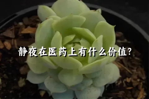 静夜在医药上有什么价值？