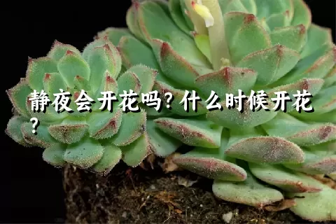 静夜会开花吗？什么时候开花？