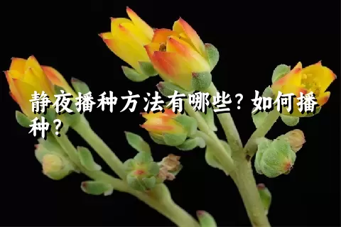 静夜播种方法有哪些？如何播种？