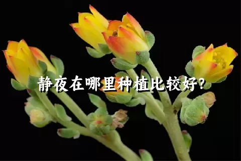 静夜在哪里种植比较好？